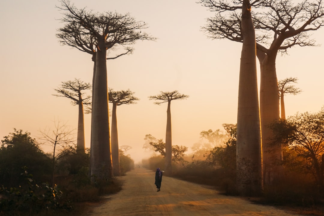 Avenida dos Baobás (Morondava)