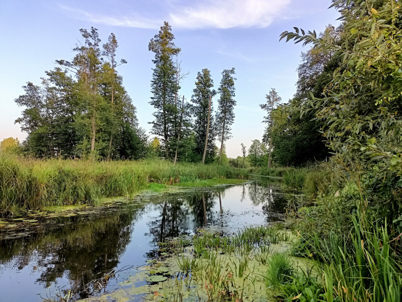 Bialowieza