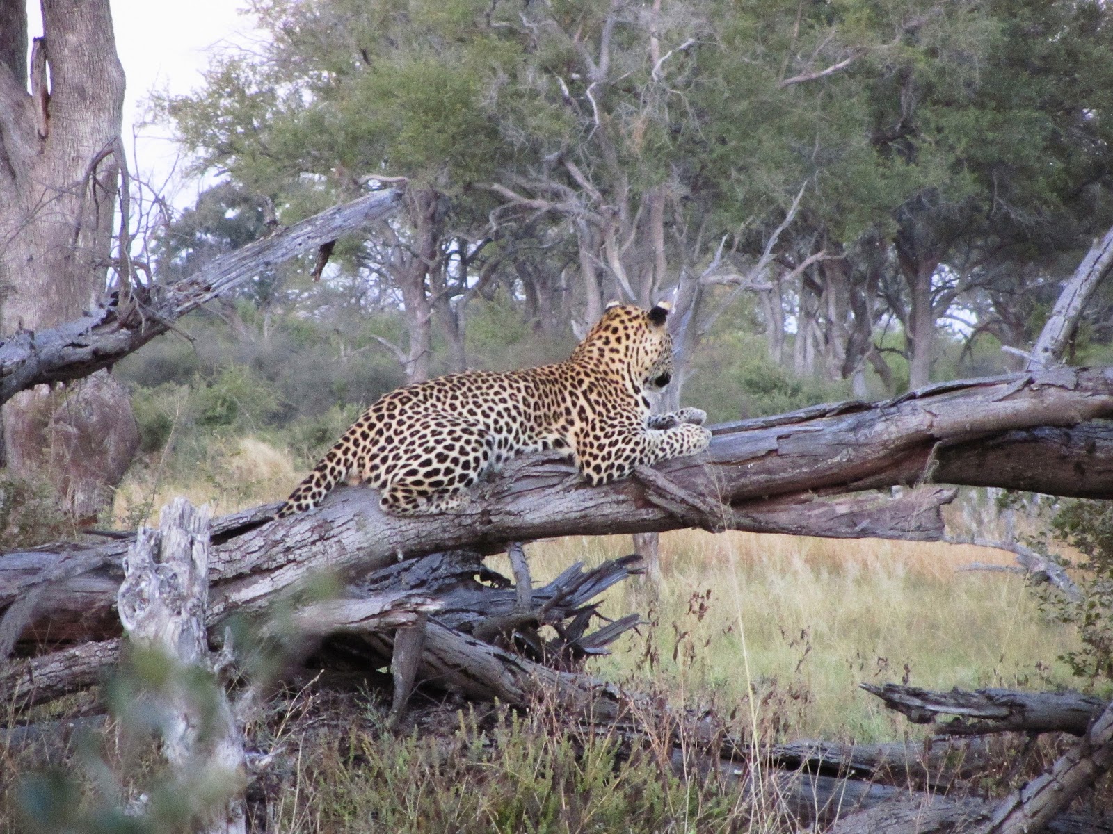 Moremi Game Reserve
