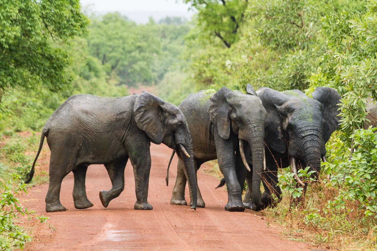 Mole National Park (Larabanga)