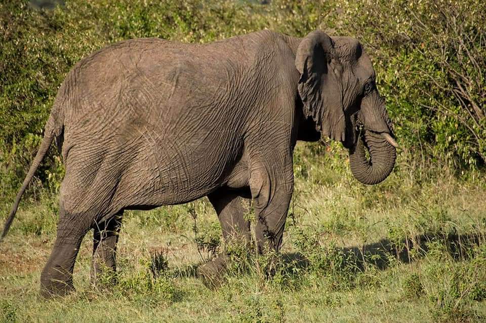 Ngorongoro