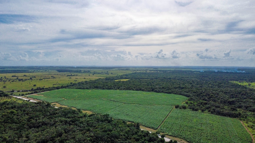 Belice
