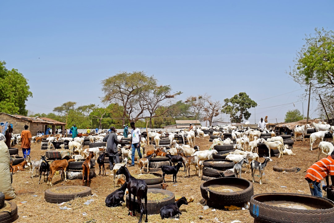 Gâmbia